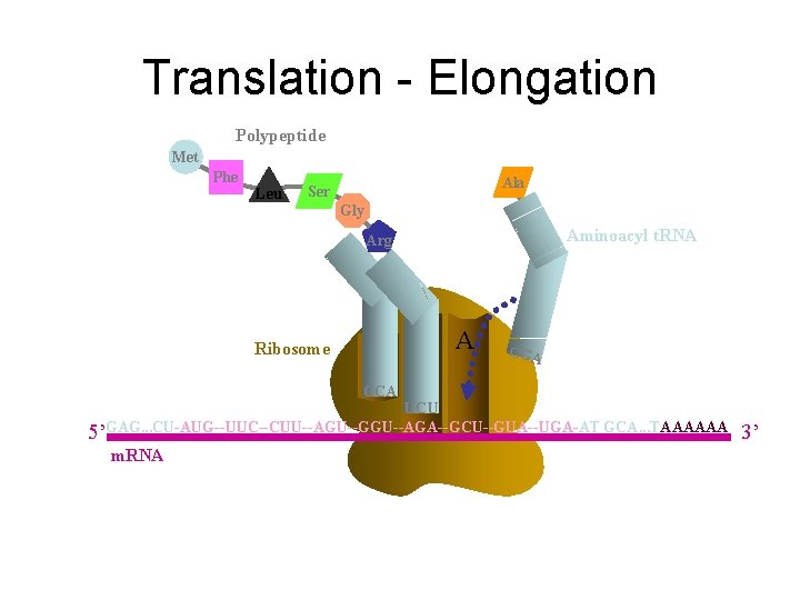 Translation - Elongation Polypeptide Met Phe Leu Ala Ser Gly Aminoacyl t. RNA Arg