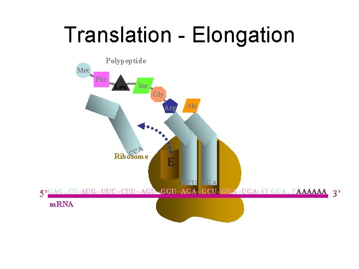 Translation - Elongation Polypeptide Met Phe Leu Ser Gly Arg CA C Ribosome E