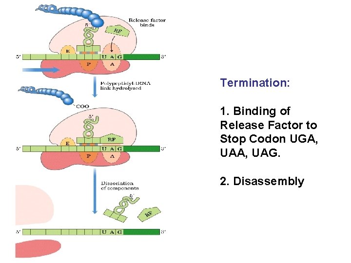 Termination: 1. Binding of Release Factor to Stop Codon UGA, UAG. 2. Disassembly 