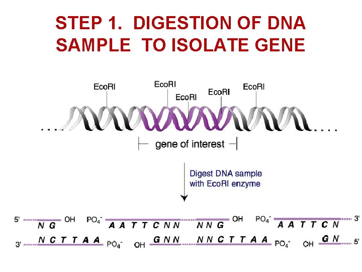 STEP 1. DIGESTION OF DNA SAMPLE TO ISOLATE GENE 