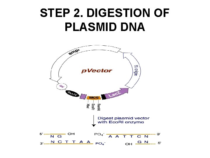 STEP 2. DIGESTION OF PLASMID DNA 