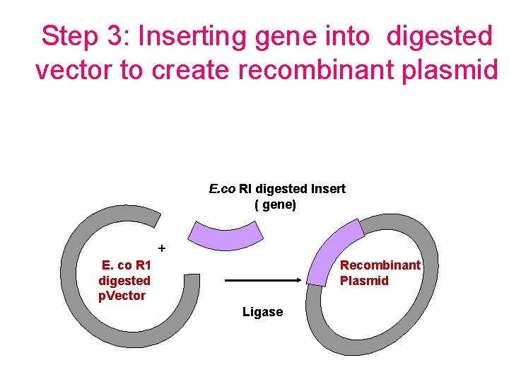Step 3: Inserting gene into digested vector to create recombinant plasmid E. co RI