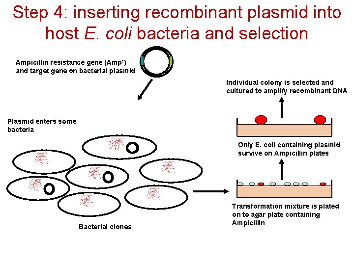 Step 4: inserting recombinant plasmid into host E. coli bacteria and selection Ampicillin resistance