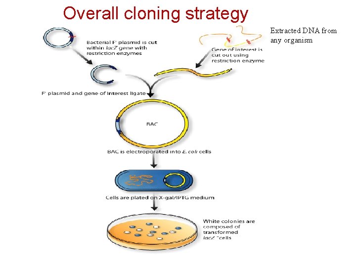 Overall cloning strategy Extracted DNA from any organism 