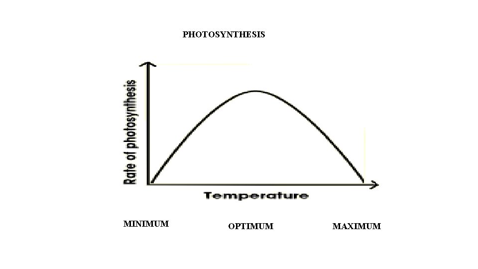 PHOTOSYNTHESIS MINIMUM OPTIMUM MAXIMUM 