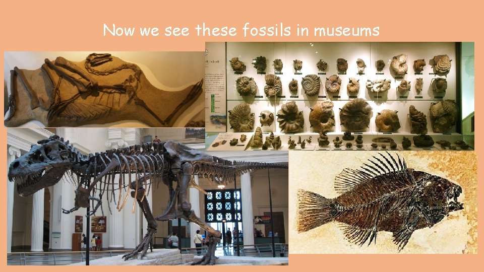 Now we see these fossils in museums 