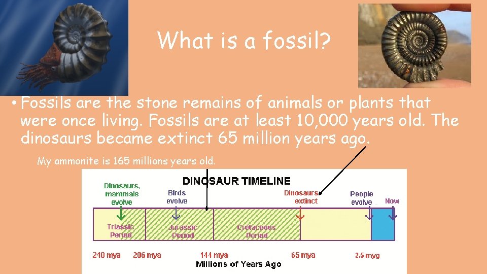 What is a fossil? • Fossils are the stone remains of animals or plants