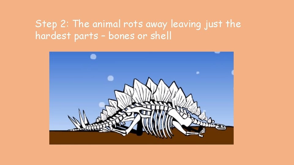 Step 2: The animal rots away leaving just the hardest parts – bones or