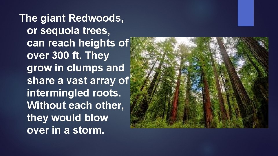 The giant Redwoods, or sequoia trees, can reach heights of over 300 ft. They