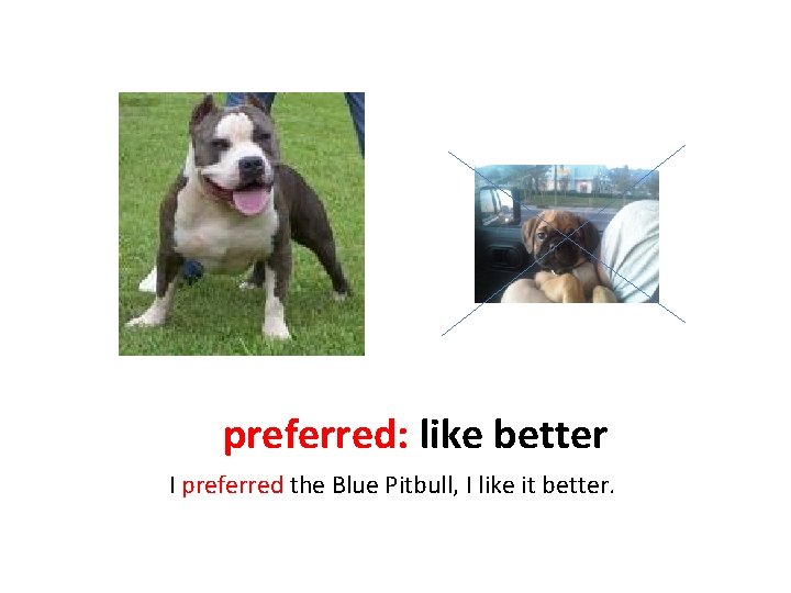 preferred: like better I preferred the Blue Pitbull, I like it better. 