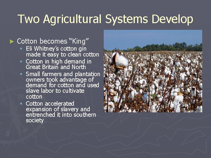 Two Agricultural Systems Develop ► Cotton becomes “King” § Eli Whitney’s cotton gin made