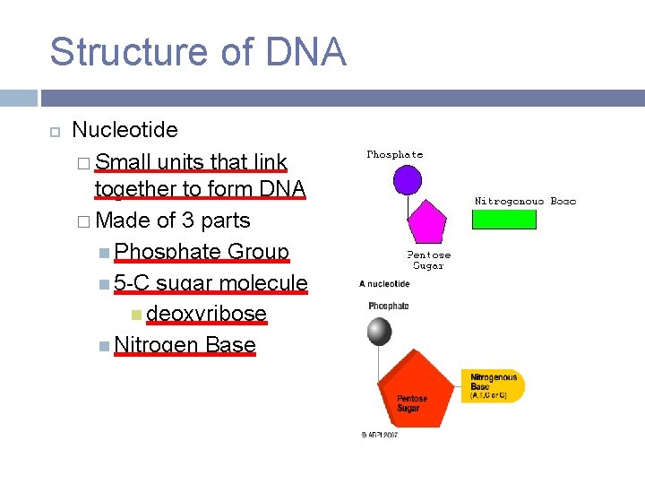 Structure of DNA Nucleotide � Small units that link together to form DNA �