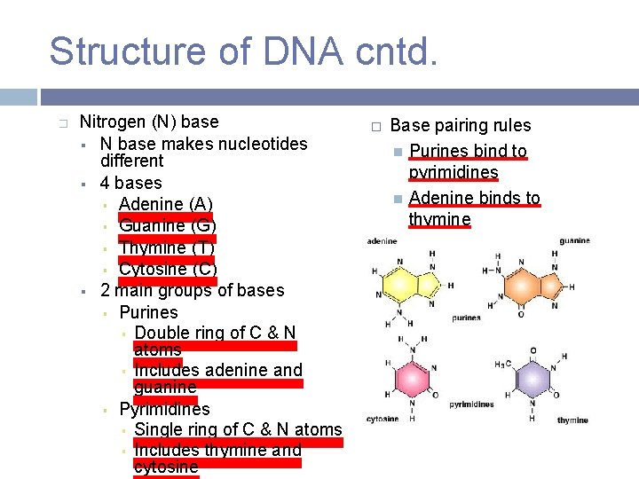 Structure of DNA cntd. � Nitrogen (N) base N base makes nucleotides different 4