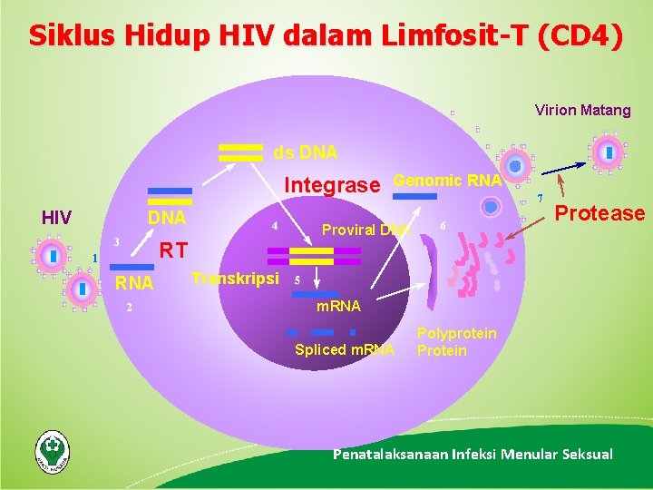 Siklus Hidup HIV dalam Limfosit-T (CD 4) Virion Matang ds DNA Integrase HIV DNA