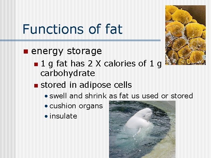 Functions of fat n energy storage 1 g fat has 2 X calories of