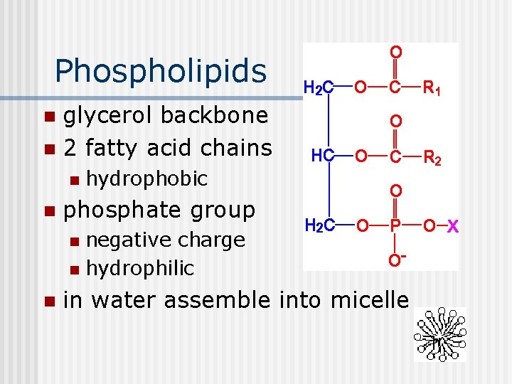 Phospholipids glycerol backbone n 2 fatty acid chains n n n hydrophobic phosphate group