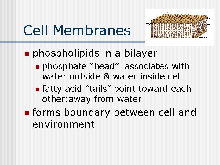 Cell Membranes n phospholipids in a bilayer phosphate “head” associates with water outside &