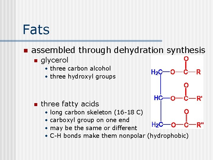 Fats n assembled through dehydration synthesis n glycerol • three carbon alcohol • three