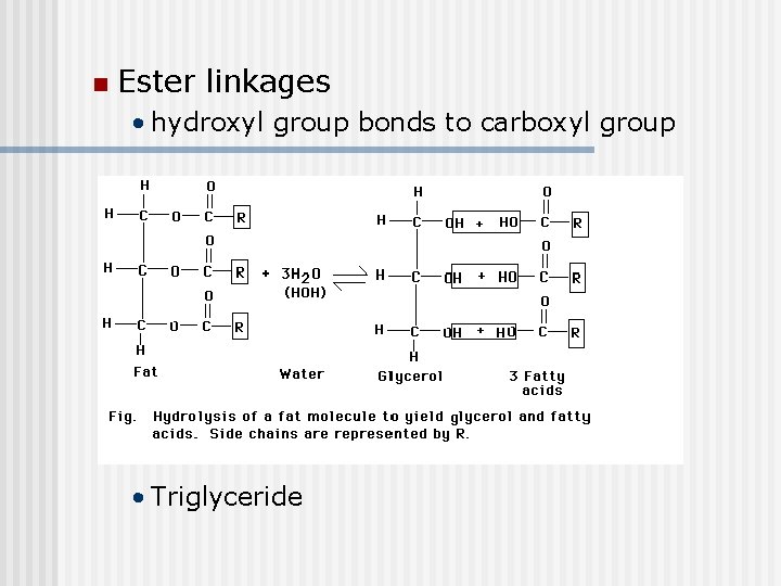 n Ester linkages • hydroxyl group bonds to carboxyl group • Triglyceride 