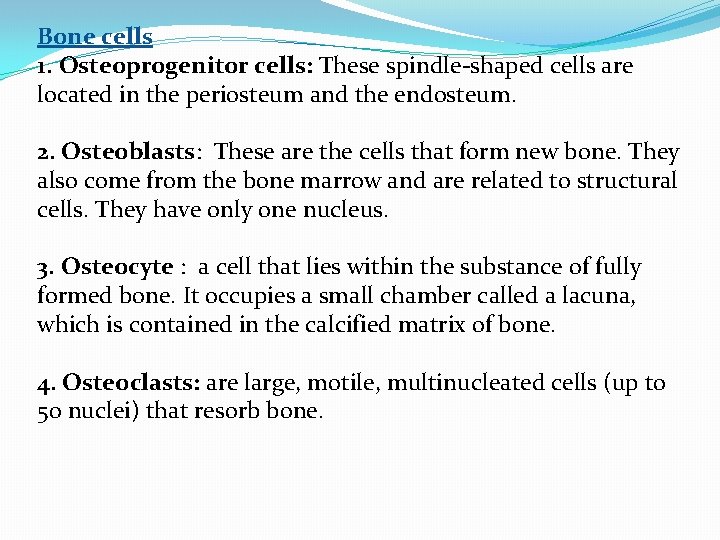 Bone cells 1. Osteoprogenitor cells: These spindle-shaped cells are located in the periosteum and