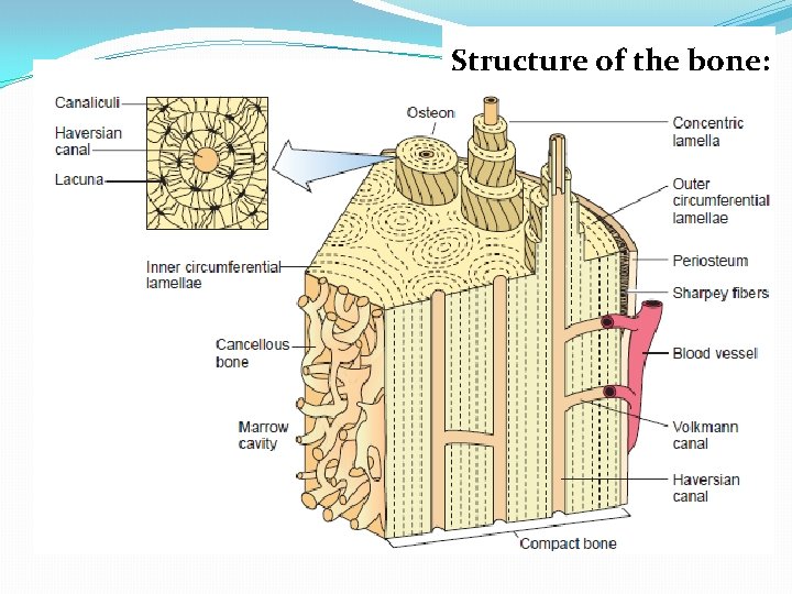 Structure of the bone: 