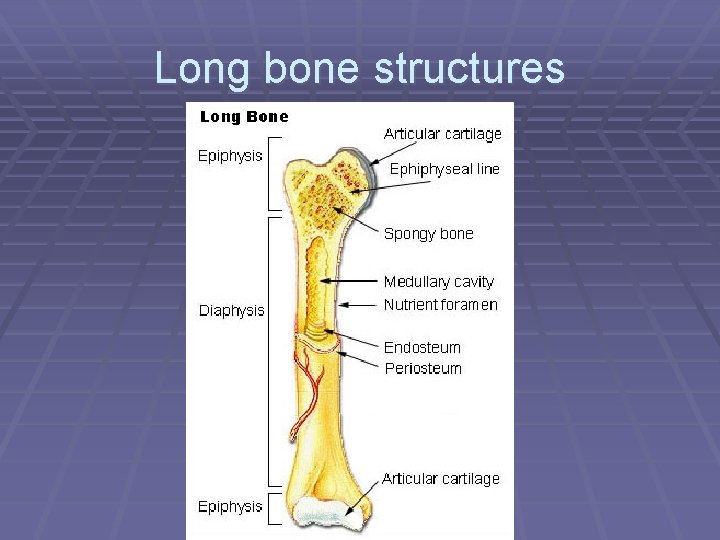 Long bone structures 