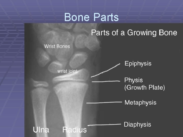 Bone Parts 