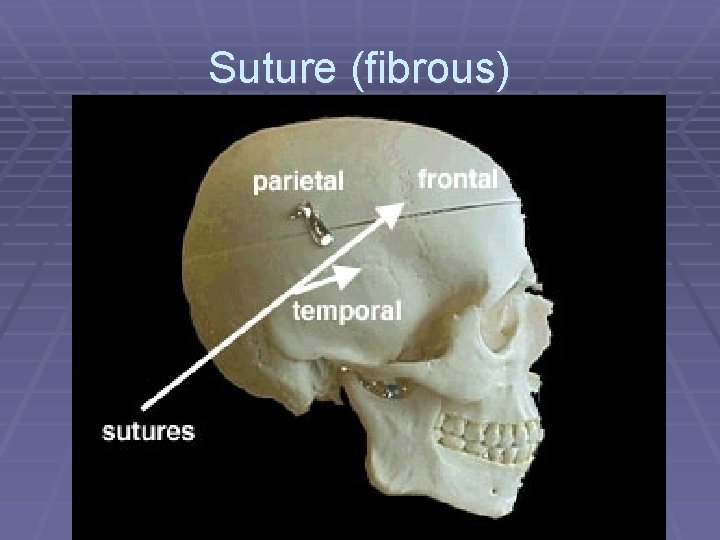 Suture (fibrous) 