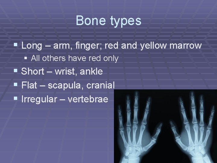 Bone types § Long – arm, finger; red and yellow marrow § All others
