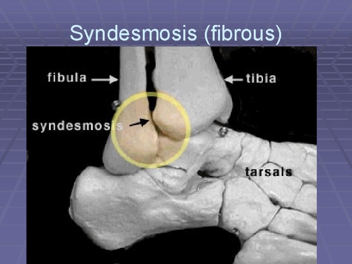 Syndesmosis (fibrous) 