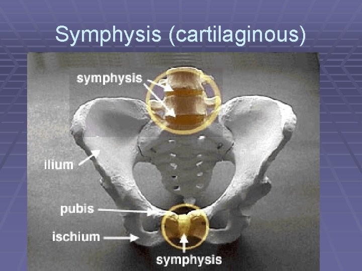 Symphysis (cartilaginous) 