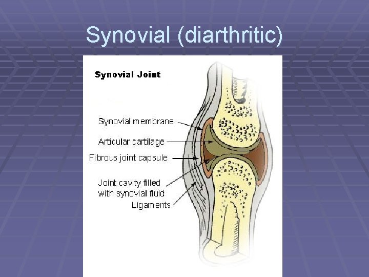 Synovial (diarthritic) 