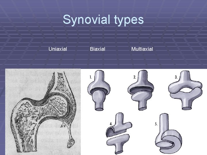 Synovial types Uniaxial Biaxial Multiaxial 