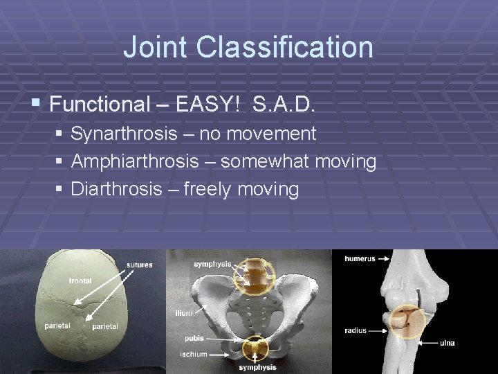 Joint Classification § Functional – EASY! S. A. D. § Synarthrosis – no movement