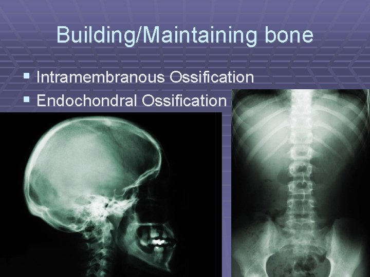 Building/Maintaining bone § Intramembranous Ossification § Endochondral Ossification 
