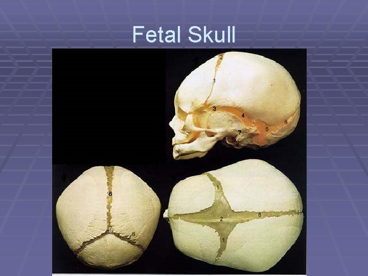 Fetal Skull 