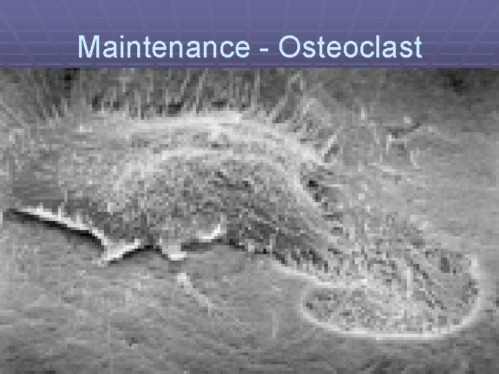 Maintenance - Osteoclast 