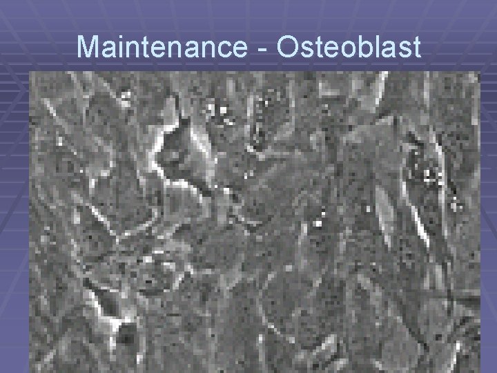 Maintenance - Osteoblast 