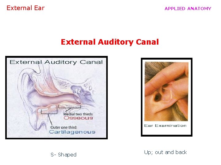 External Ear APPLIED ANATOMY External Auditory Canal S- Shaped Up; out and back 