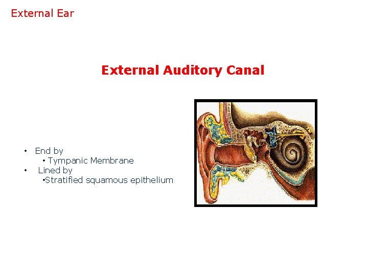 External Ear External Auditory Canal • • End by • Tympanic Membrane Lined by