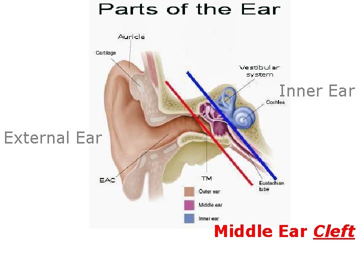 Inner Ear External Ear Middle Ear Cleft 
