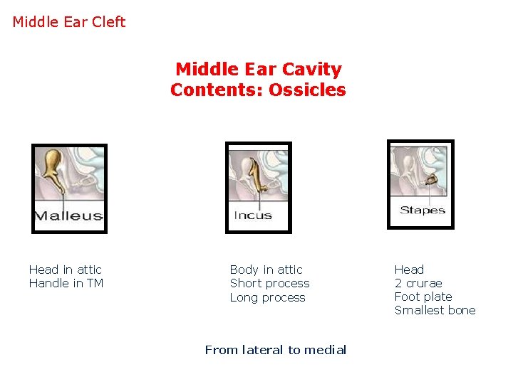 Middle Ear Cleft Middle Ear Cavity Contents: Ossicles Head in attic Handle in TM