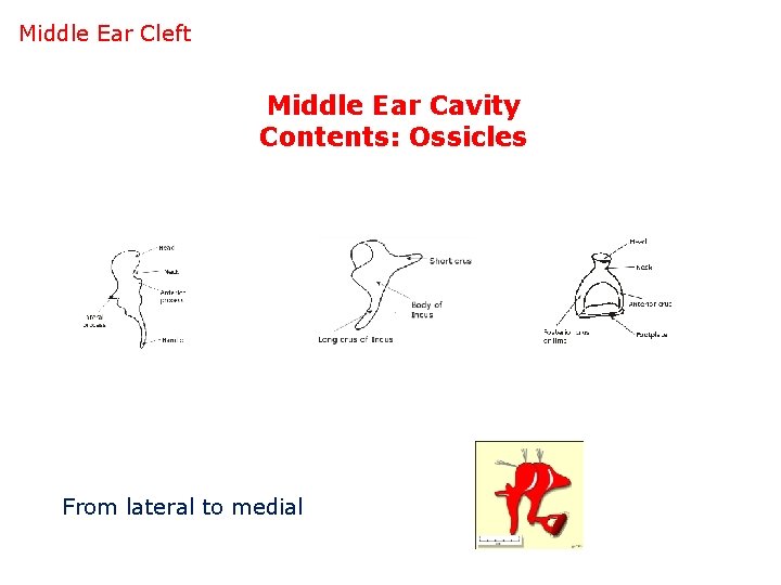 Middle Ear Cleft Middle Ear Cavity Contents: Ossicles From lateral to medial 