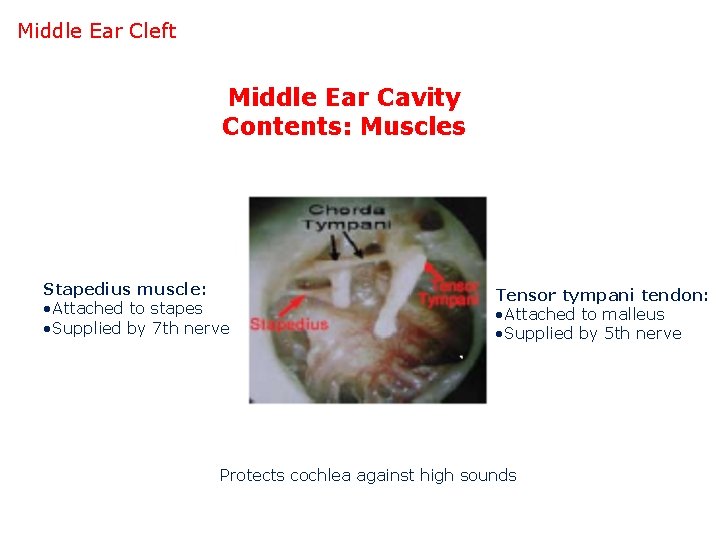 Middle Ear Cleft Middle Ear Cavity Contents: Muscles Stapedius muscle: • Attached to stapes