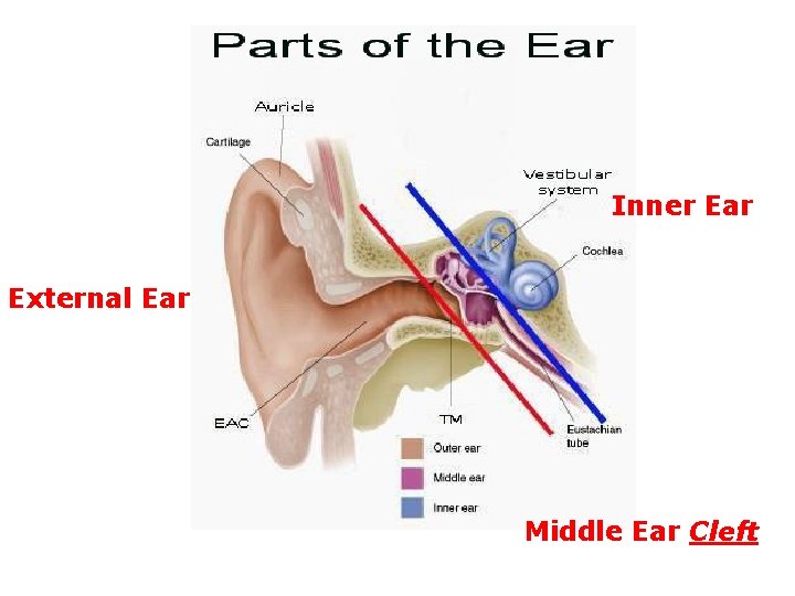 Inner Ear External Ear Middle Ear Cleft 
