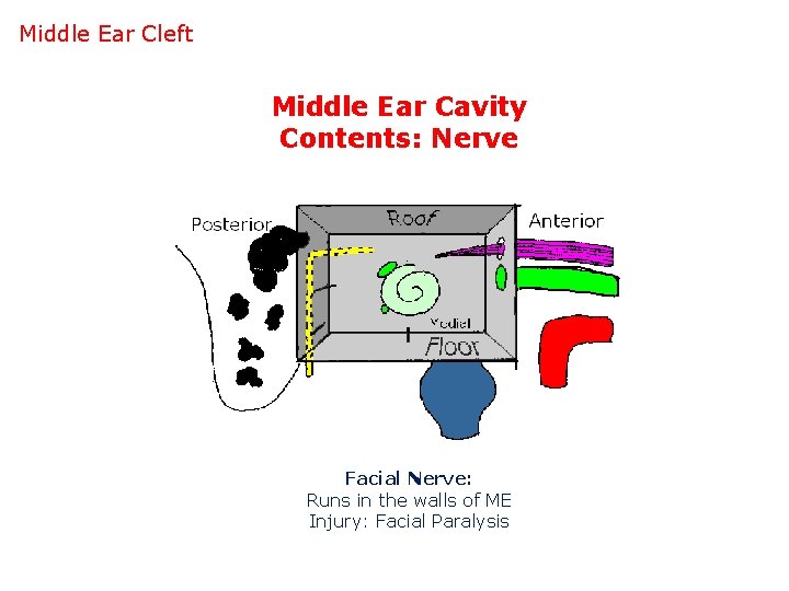 Middle Ear Cleft Middle Ear Cavity Contents: Nerve Facial Nerve: Runs in the walls