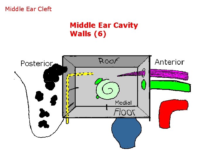 Middle Ear Cleft Middle Ear Cavity Walls (6) 
