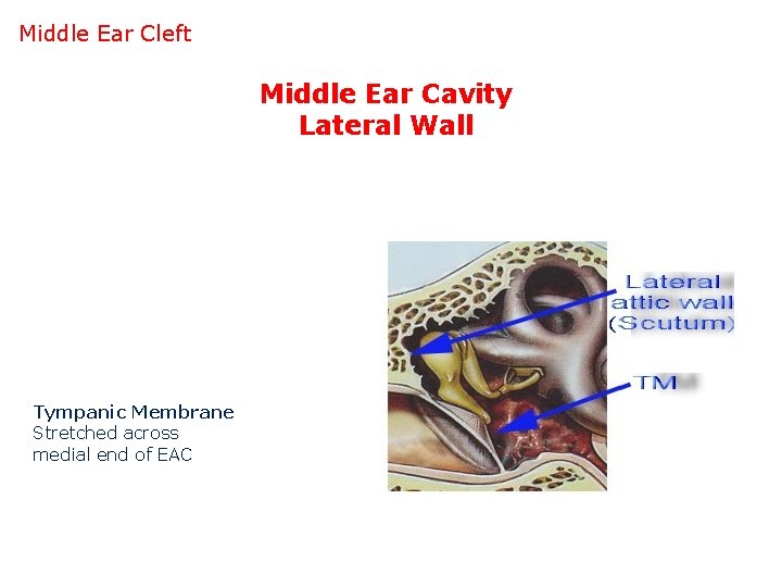 Middle Ear Cleft Middle Ear Cavity Lateral Wall Tympanic Membrane Stretched across medial end