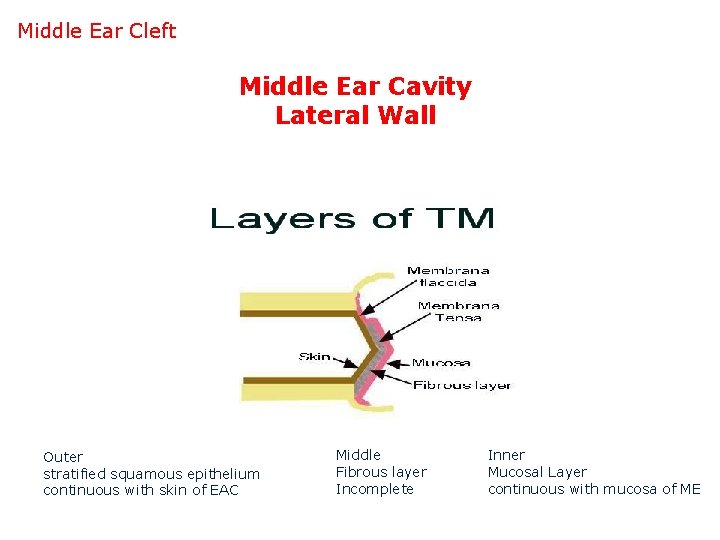 Middle Ear Cleft Middle Ear Cavity Lateral Wall Outer stratified squamous epithelium continuous with