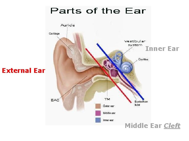 Inner Ear External Ear Middle Ear Cleft 